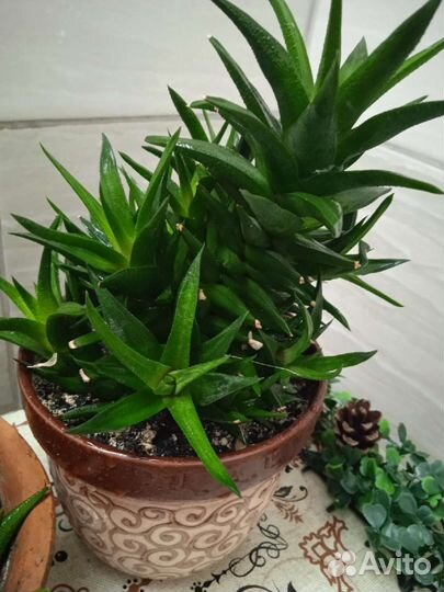 Суккуленты