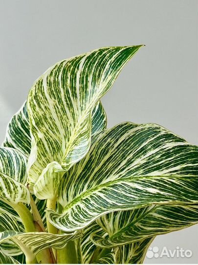 Филодендрон Биркин