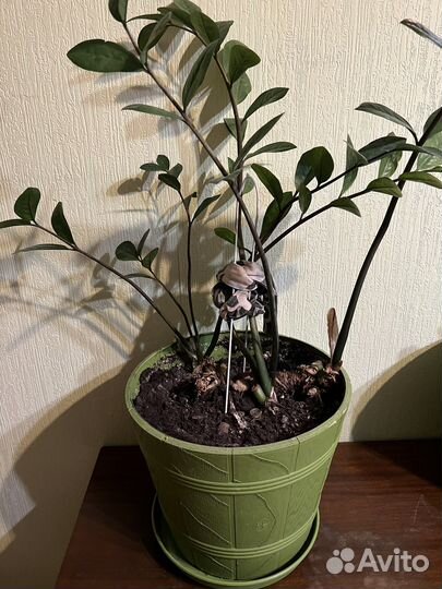 Комнатные цветы