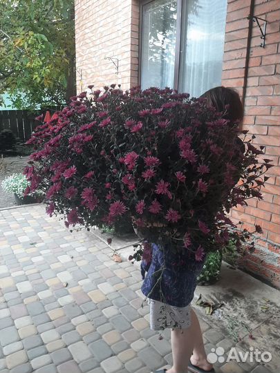 Хризантемы мультифлора