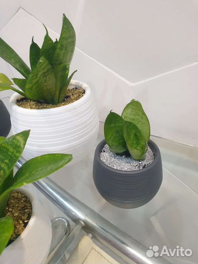 Сансевиерия в горшках