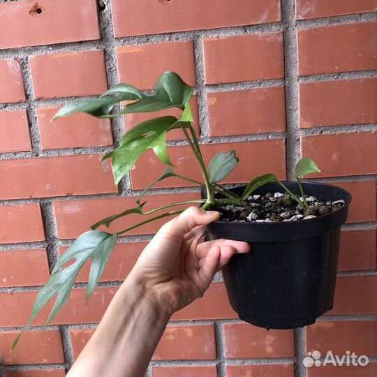 Рафидофора тетрасперма