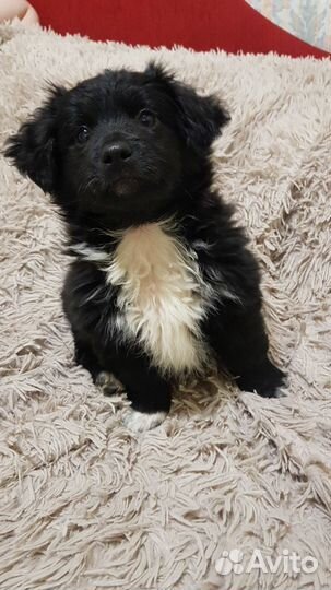 Маленькая собака