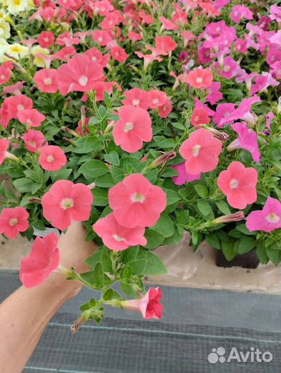 Петуния из профессиональных семян