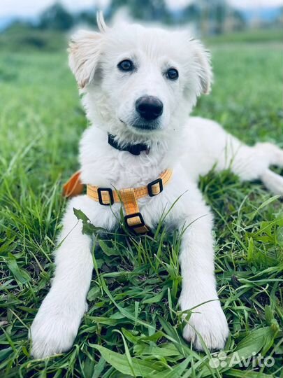 Собака в добрые руки