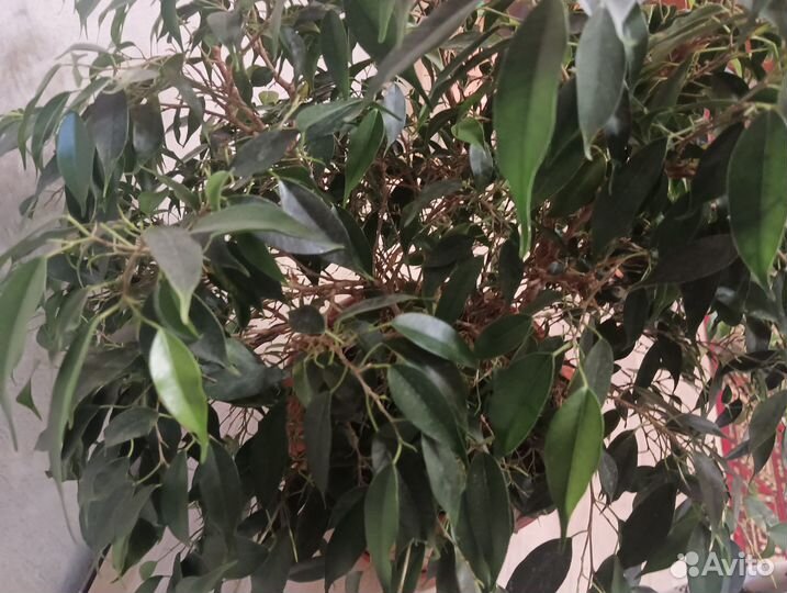 Фикус бенджамина