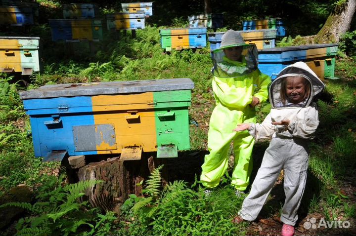 Приючу пчёл,сниму рой
