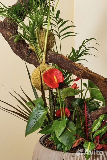 Кокедама, орхидея и другие цветы