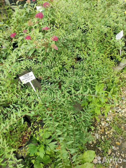 Спирея серая Грефшейм