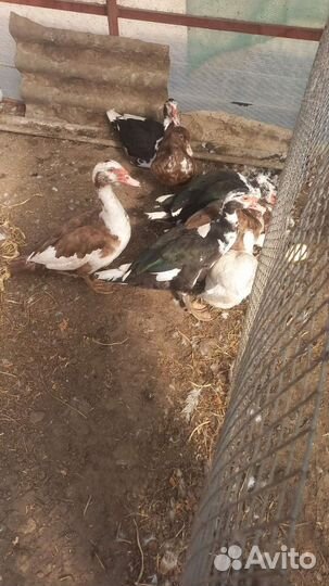 Молодые индойтки, молодые петушки