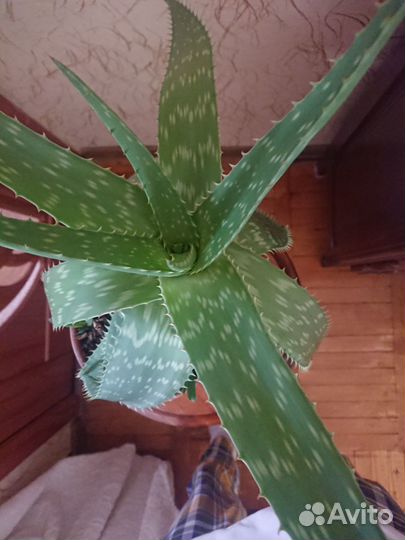 Алоэ сапонария взрослое. Сейчас цветёт