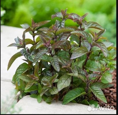 Астра Старлайт, вербейник, мята Шоколад, Чабрец