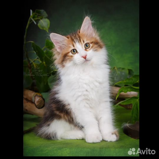 Котята - курбобики