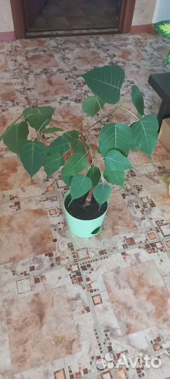 Фикус священный