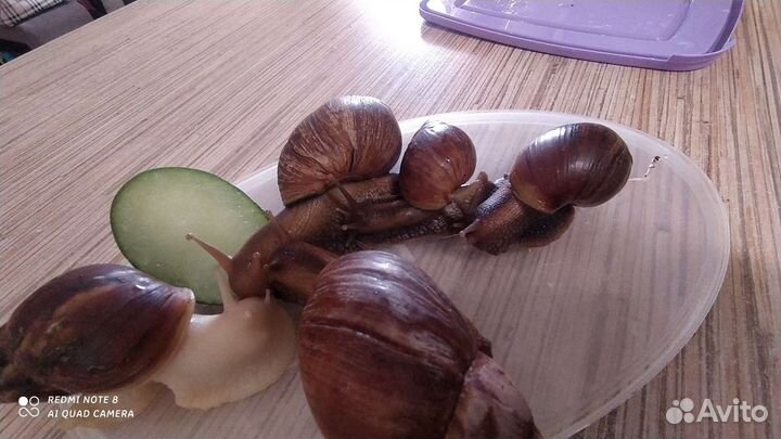 Улитки ахатины в дар
