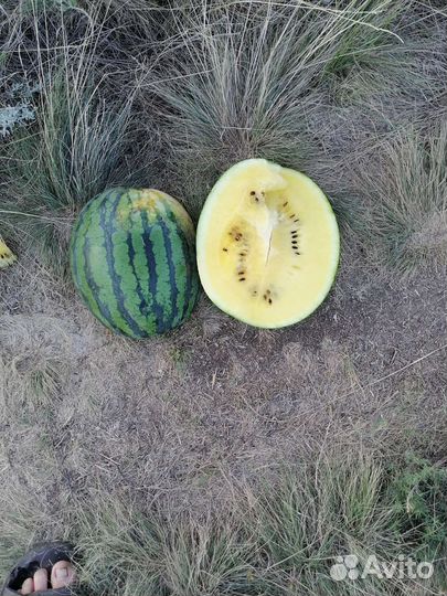 Арбуз