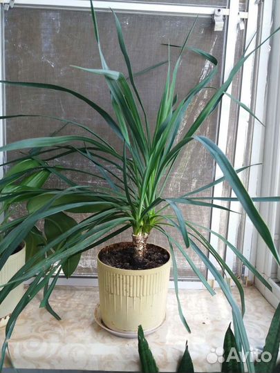 Дендробиум