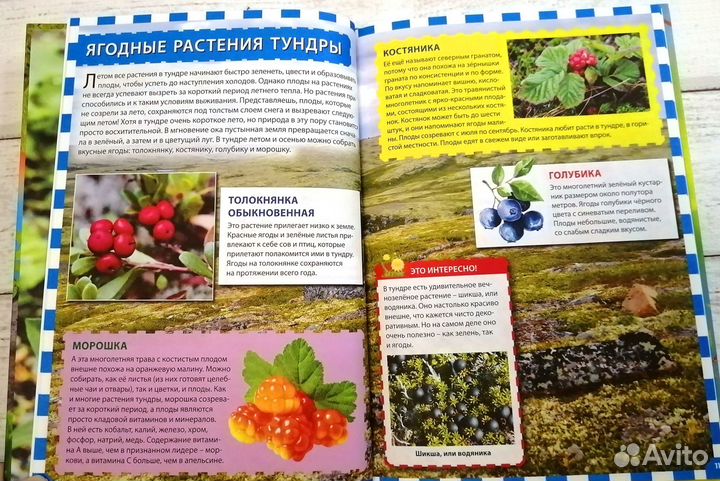 Новая детская энциклопедия Растения России