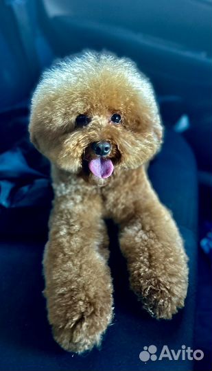 Мальтипу - мальчик (вязка)