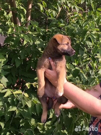 Собака в добрые руки щенок