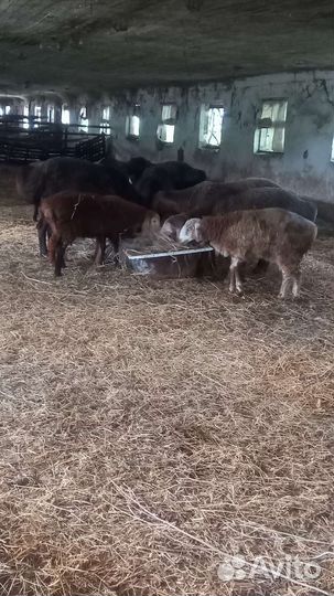 Овцы бараны