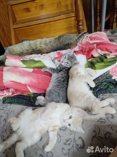 Котенок с доставкой, в добрые руки