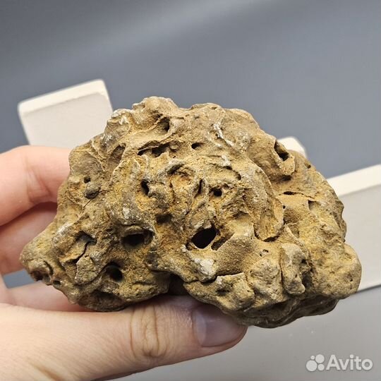 Окаменелая морская губка