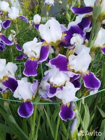 Ирис Вабаш (Wabash)