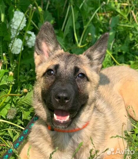 Щенок-девочка в добрые руки бесплатно