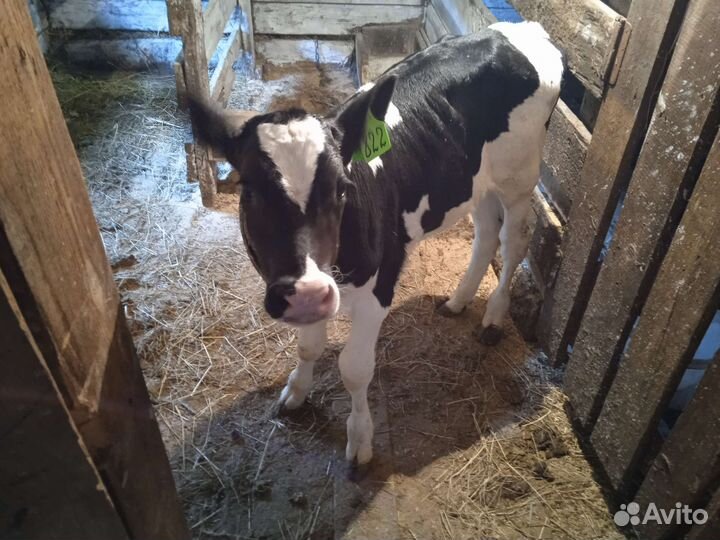 Продам бычков