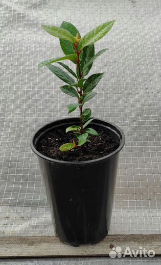 Лавр Благородный