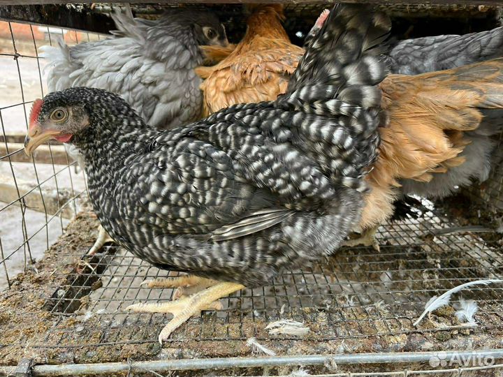 Куры несушки молодки продам, молодняк птицы