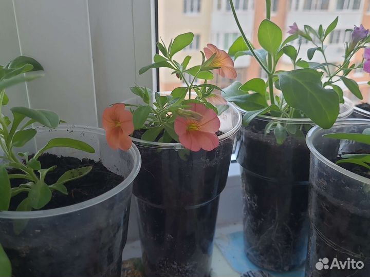 Рассада калибрахоа