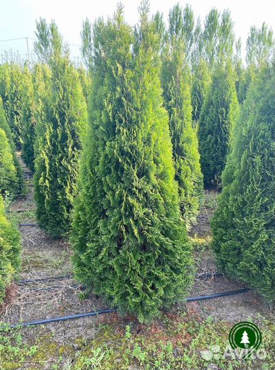 Туя. Из питомника