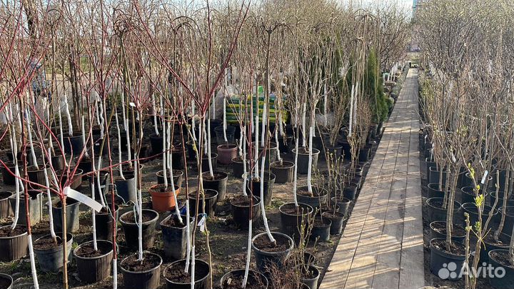 Саженцы вишня Шоколадница