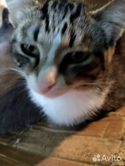 Кошка в дар бесплатно