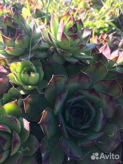 Каменная Роза