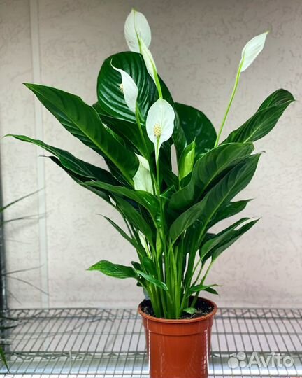 Спатифиллум