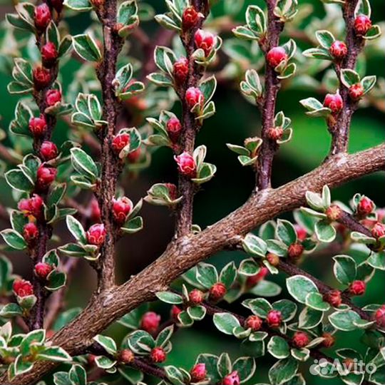 Кизильник вариегатус