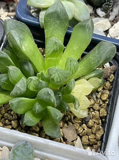 Суккуленты минимаркет