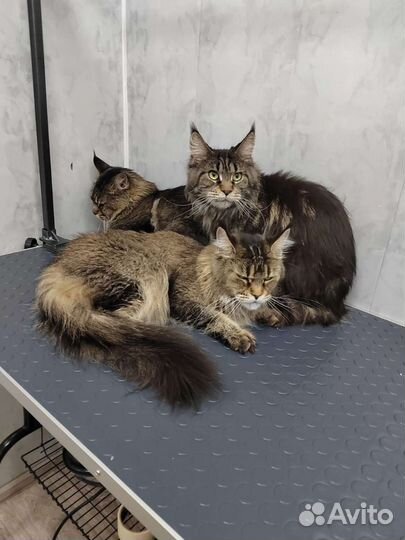 Груминг. Стрижка собачек и кошечек)