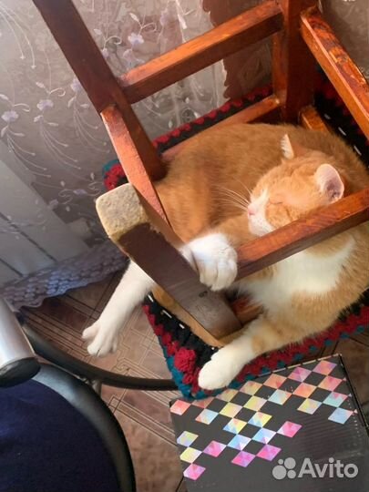Отдам котика в добрые ручки