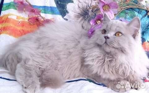 В самые добрые руки отдаю кошечку