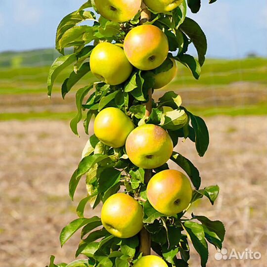 Яблоня колоновидная саженец