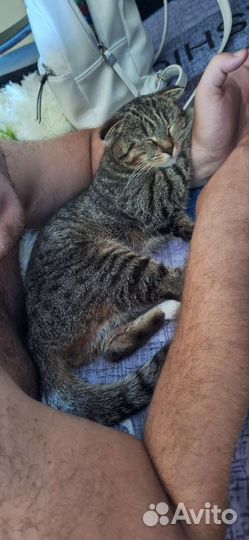 Случка кошки британки