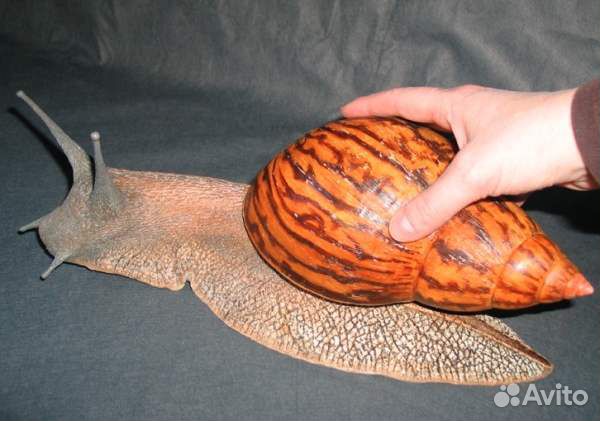 Корм для Ахатин. Корм для аквариумных улиток