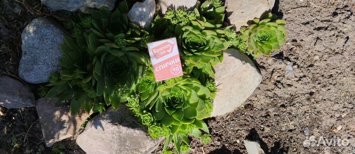 Молодило каменная роза