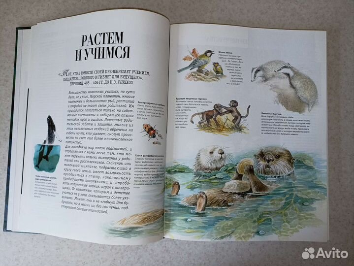 Энциклопедия Секреты природы