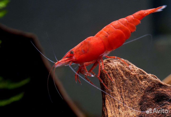 Креветки Кровавая Мэри