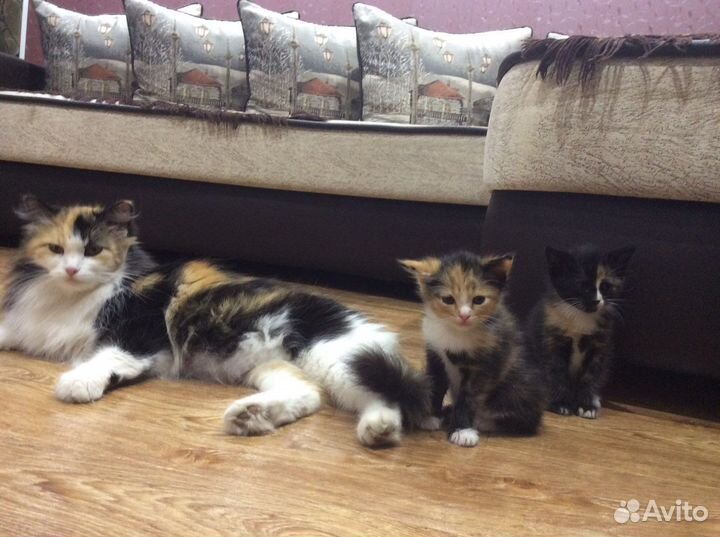 Котята в добрые руки